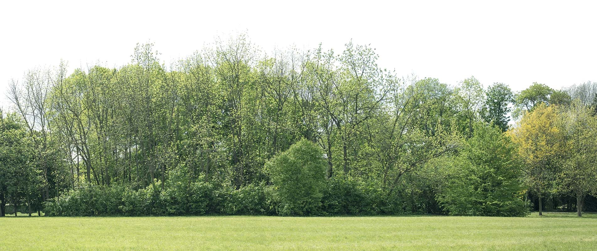 Tree Surgeons Dorking, Reigate, Surrey