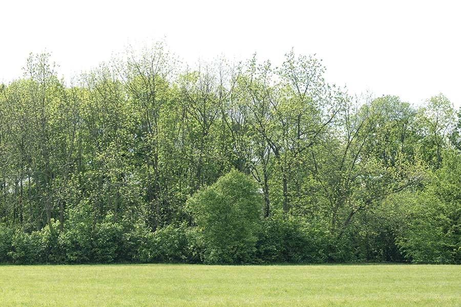 Tree Surgeons Dorking, Surrey