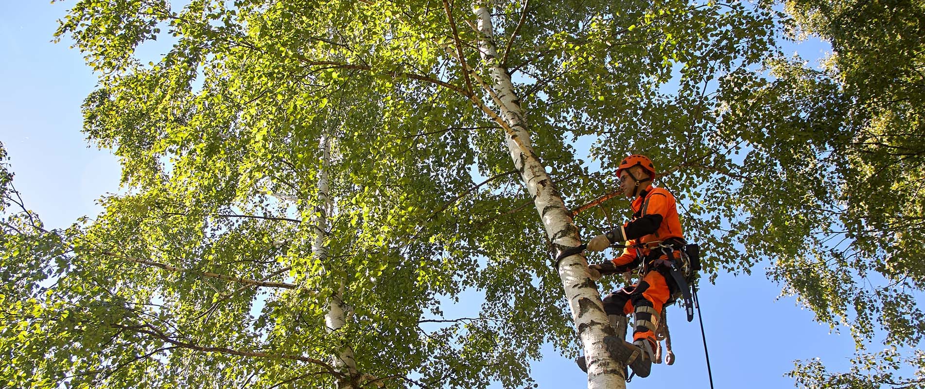 Tree Surgeons Dorking, Reigate, Surrey
