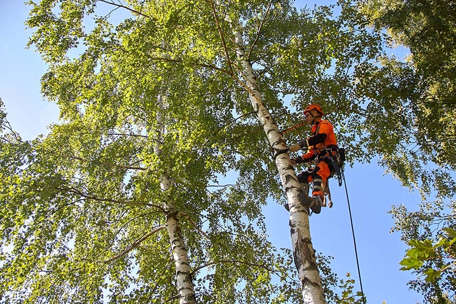 Tree Surgeons Dorking, Surrey