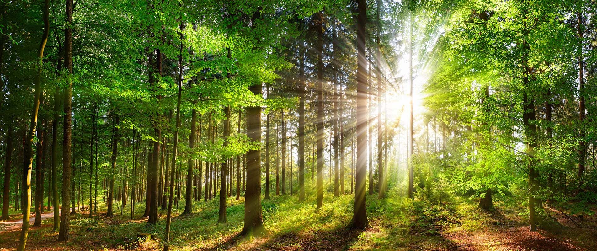 Tree Surgeons Dorking, Reigate, Surrey