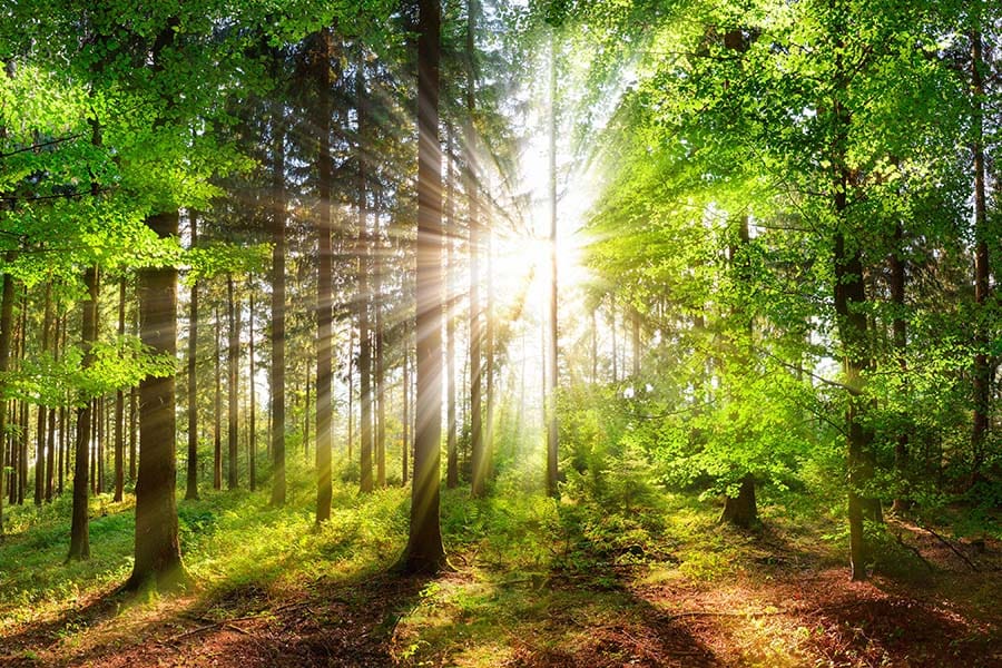 Tree Surgeons Dorking, Surrey