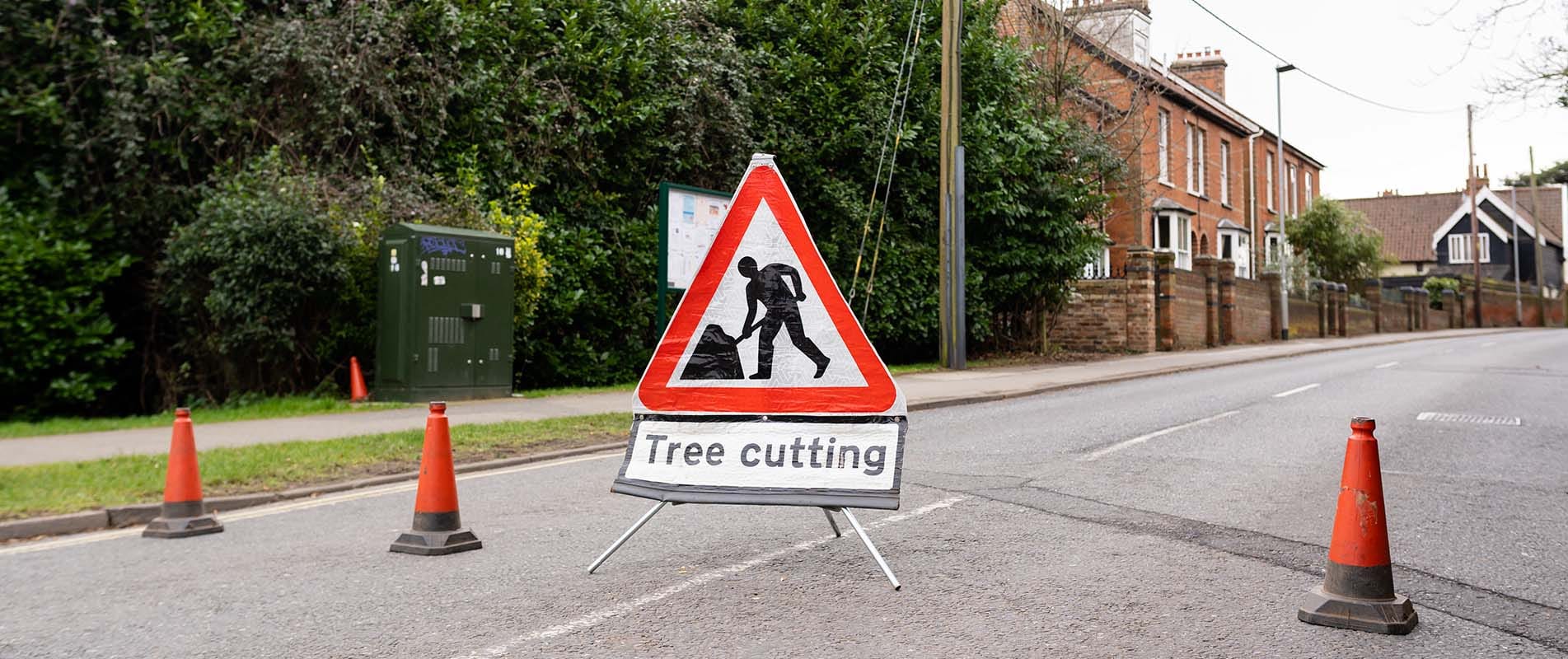 Tree Surgeons Dorking, Reigate, Surrey